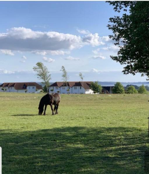 Ferienapartment Wiese & Meer Auf Ruegen Neddesitz Zewnętrze zdjęcie