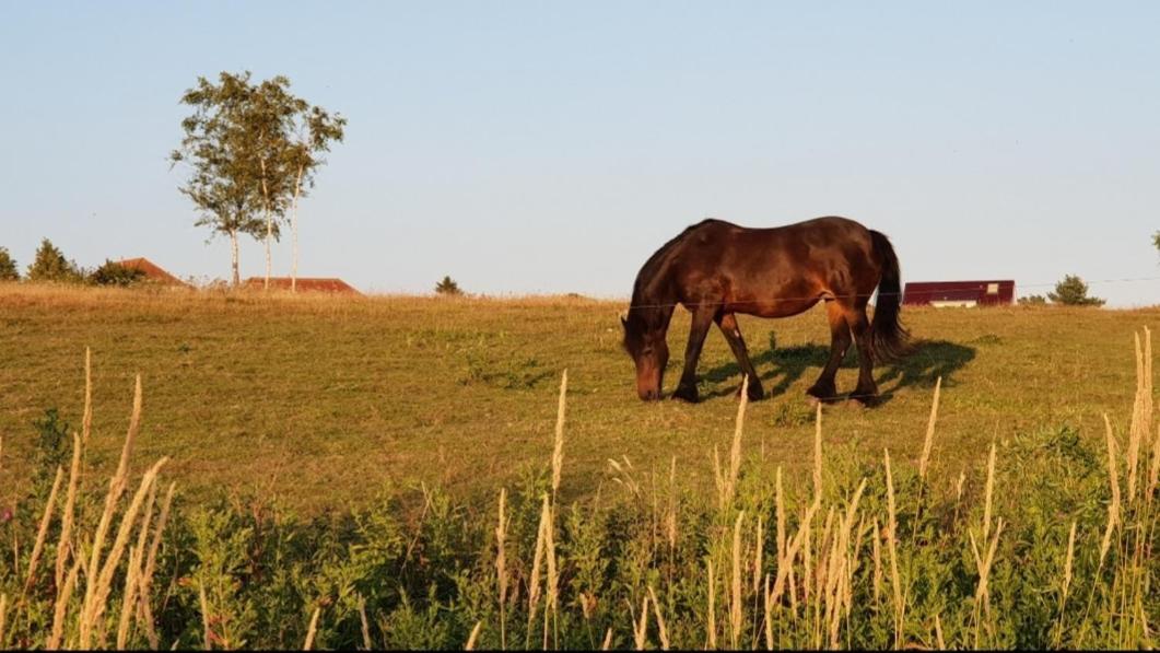 Ferienapartment Wiese & Meer Auf Ruegen Neddesitz Zewnętrze zdjęcie